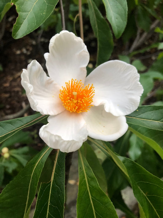 Flower from the Franklin Tree at Arnold Arboretum